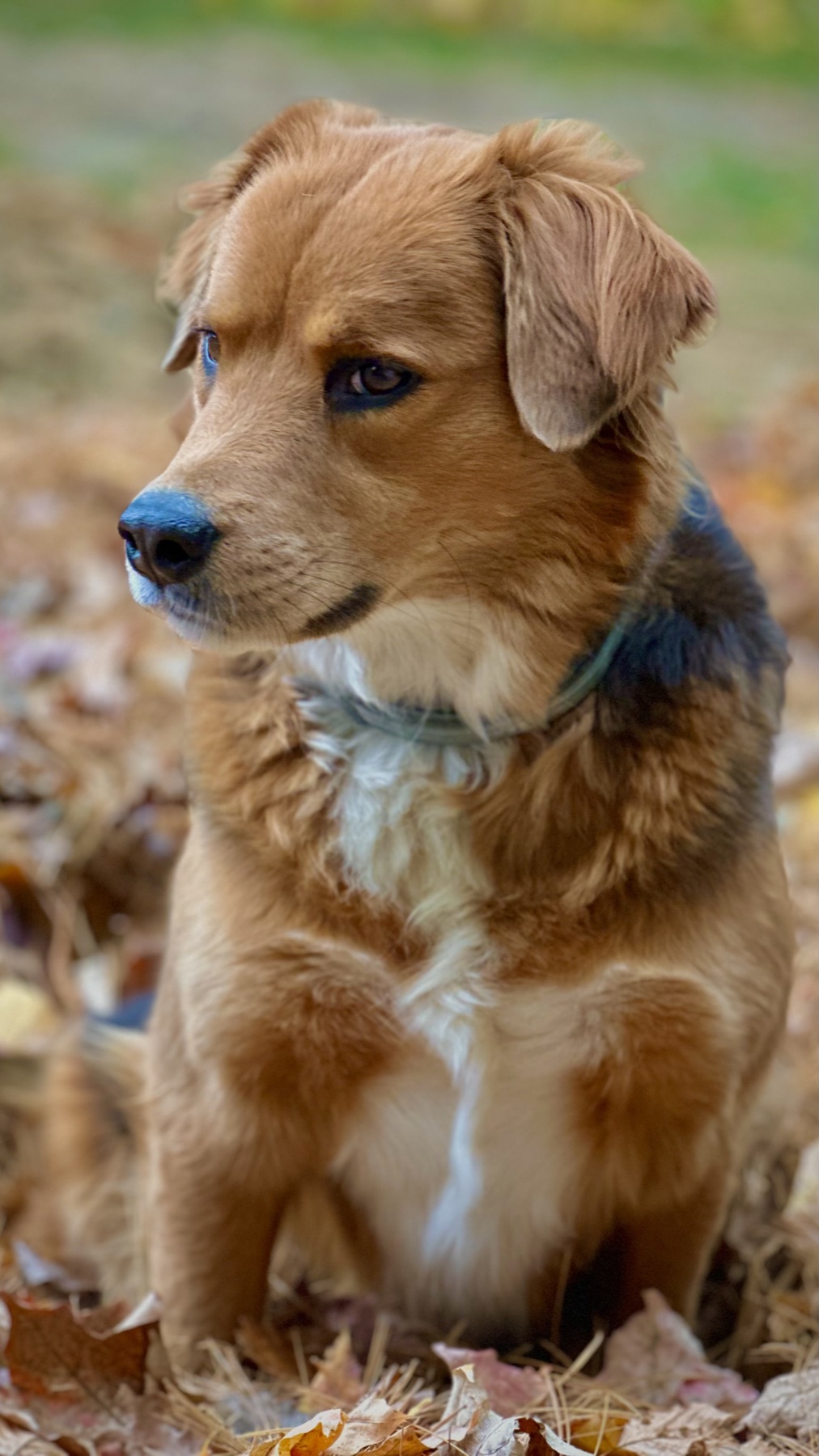 Foxy sitting among autumn leaves and looking to the side