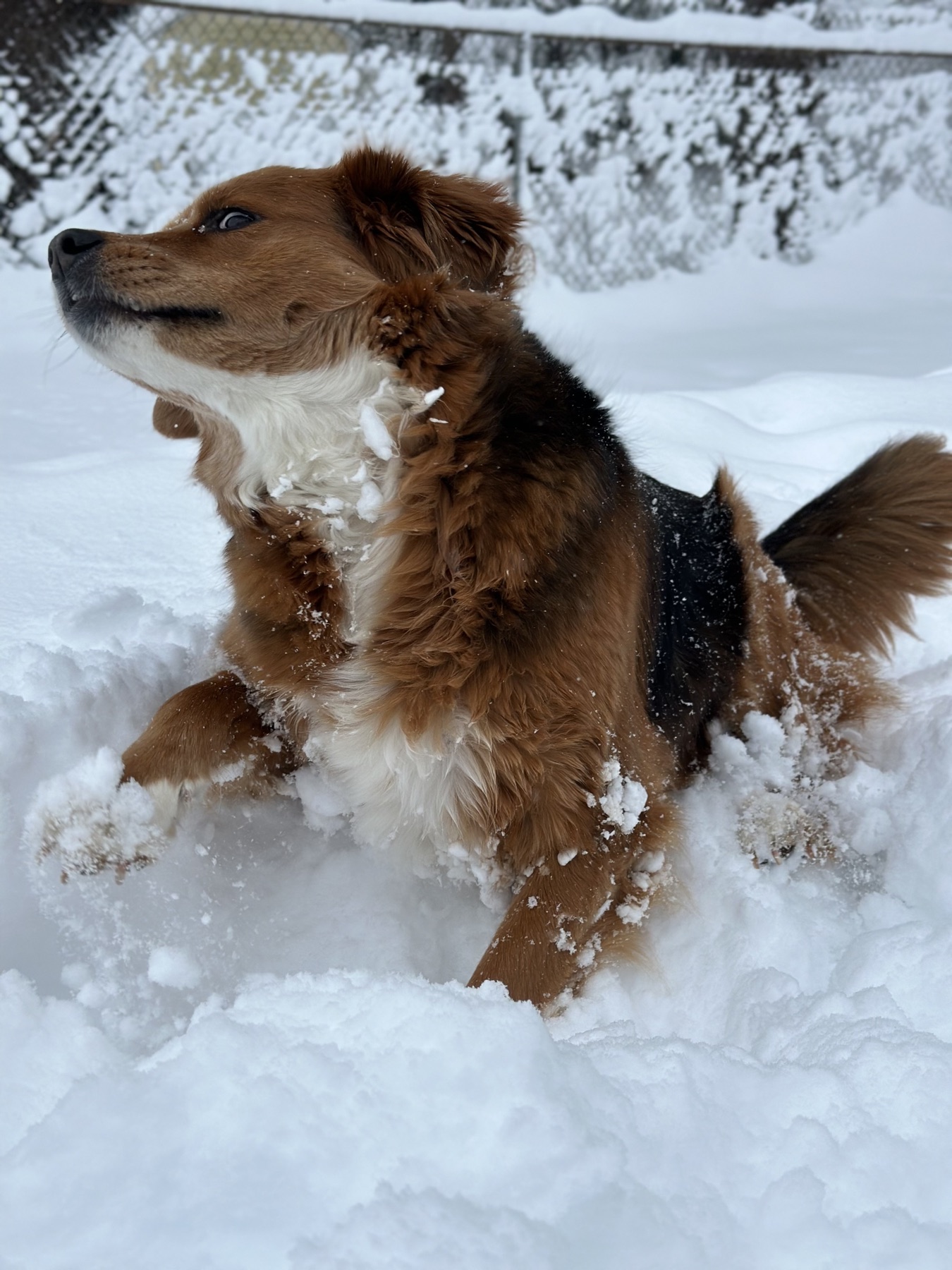 Foxy lying in deep snow and looking upward