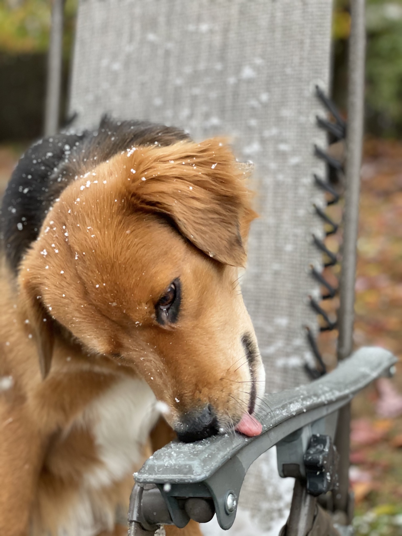 Foxy tasting the first snowflakes from a chair